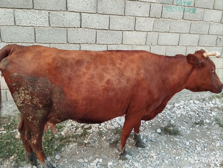 Коровы дойные