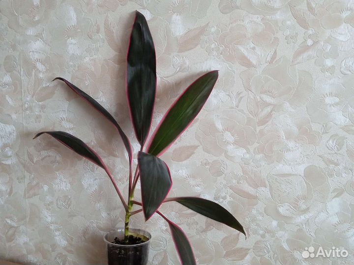 Спатифиллум, кордилина шефлера