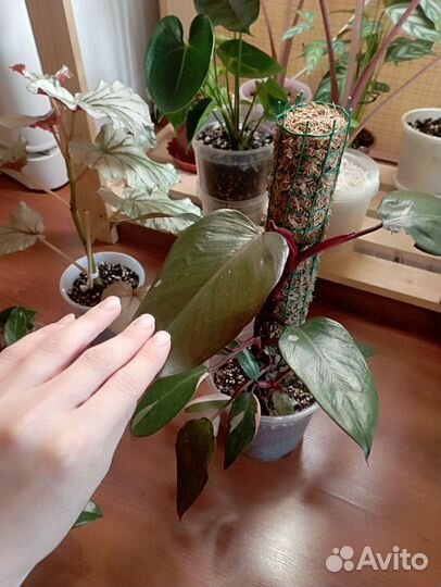 Комнатные растения