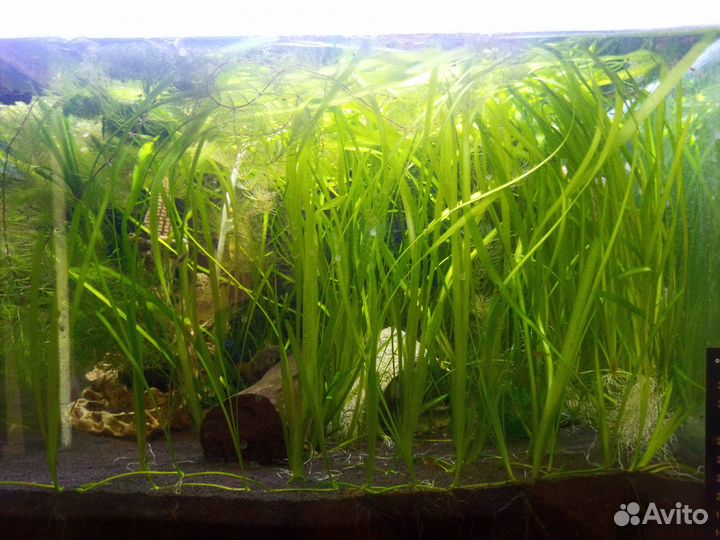 Валиснерия