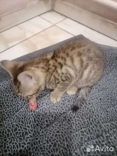 Котята полубенгалы