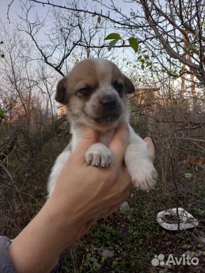 Щенки ищут дом