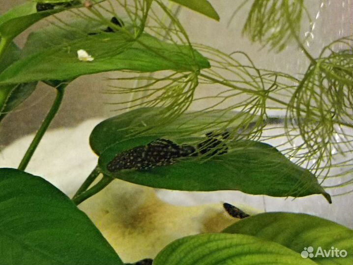 Роголистник, валлиснерия, бакопа, криптокорина