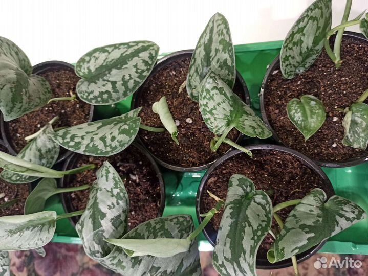 Сциндапсус пиктус треби