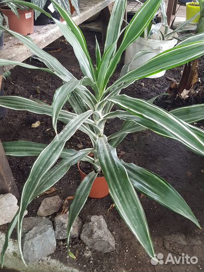 Комнатные растения