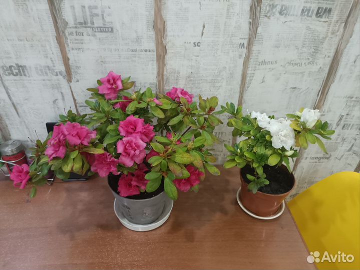 Комнатные цветы