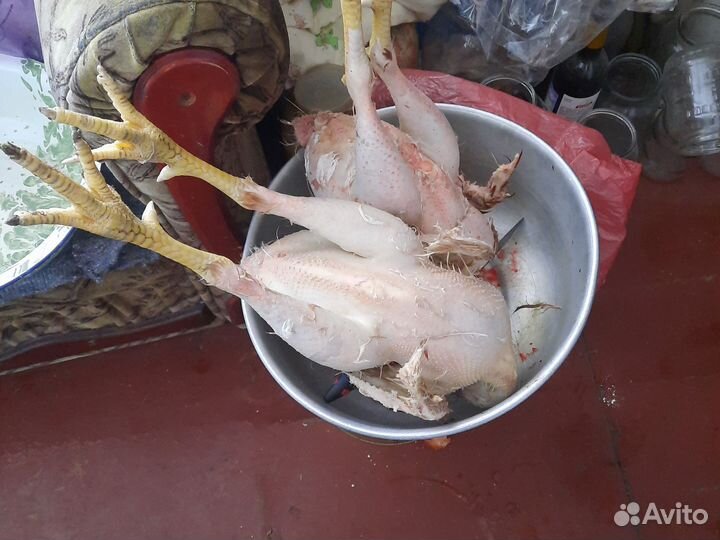 Молодые петушки на суп