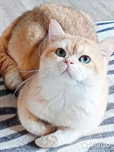 Золотой Британец ny-12 С родословной