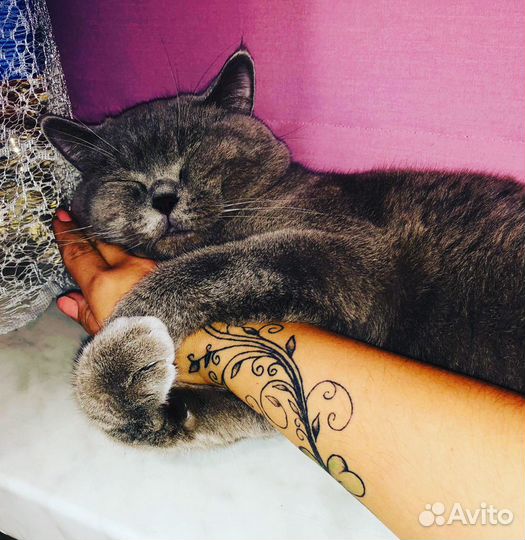 Ждём кошку для вязки