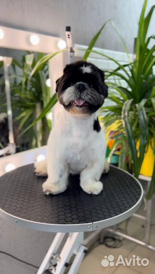 Стрижка собак и кошек