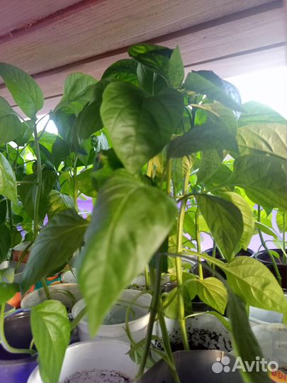 Рассада сладкого перца