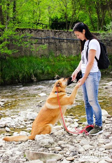 Кинолог зоопсихолог