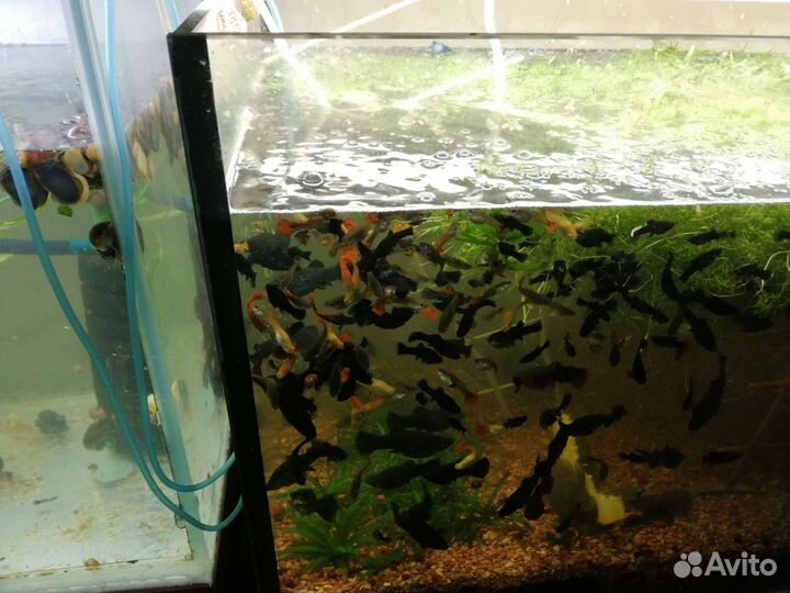 Рыбки, растения, ампулярии