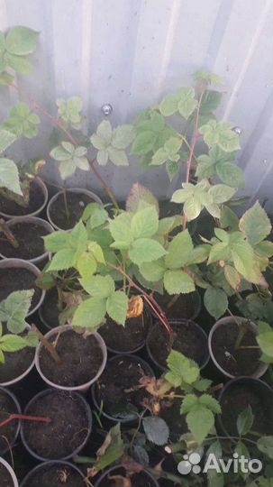 Саженцы Ежевики Торн - Фри