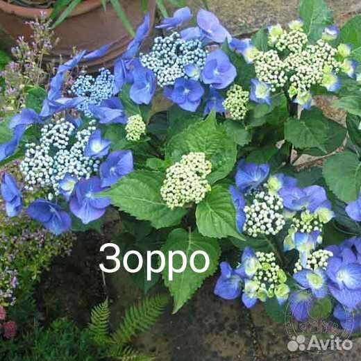Гортензия