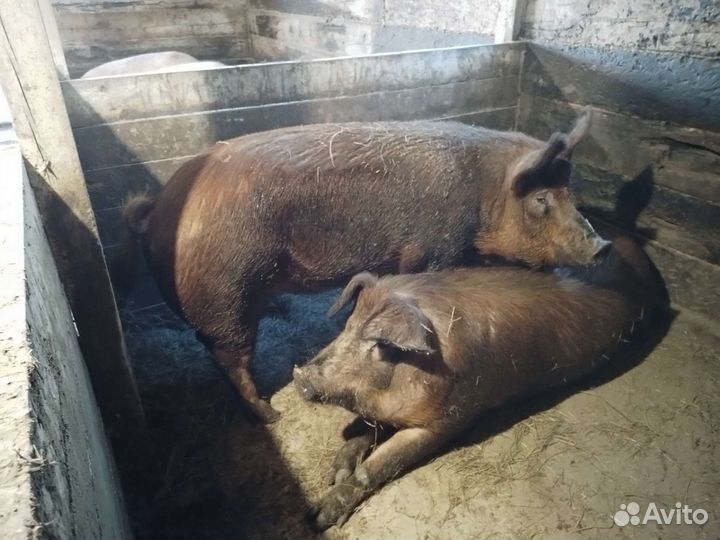 Продам свинок на племя