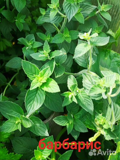 Мята в ассортименте