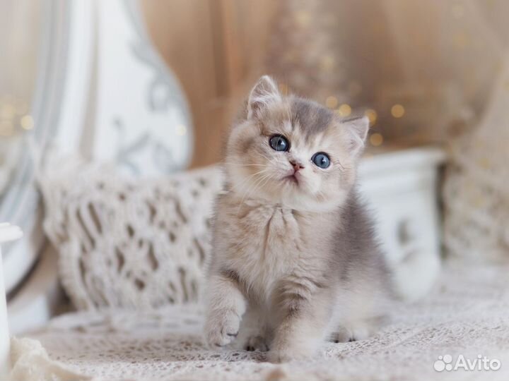 Британский котенок Люкс