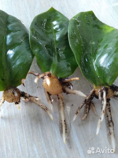 Замиокулькас зензи