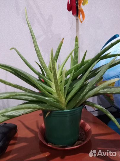 Алоэ 2 года