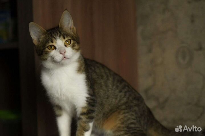 Кошка в дар
