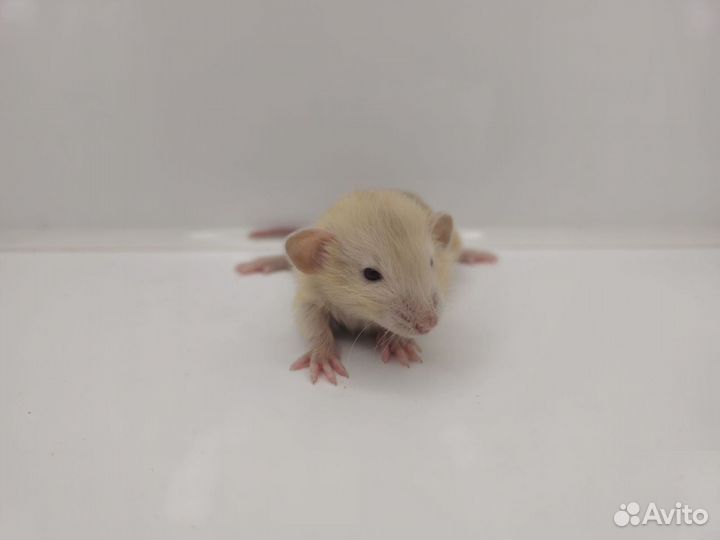 Крысята дамбо длинношерстные фавны (крыса)