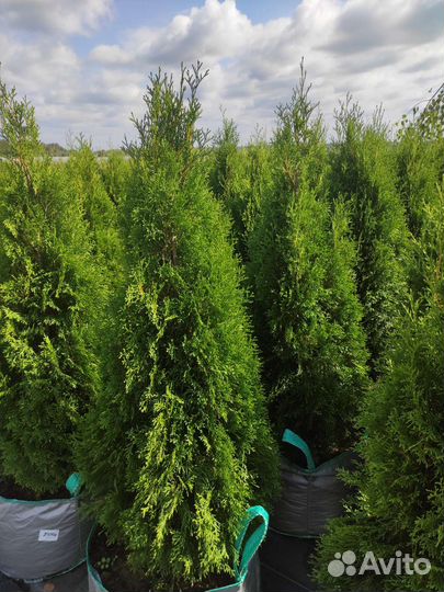 Туя западная смарагд
