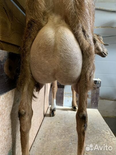 Козы дойные
