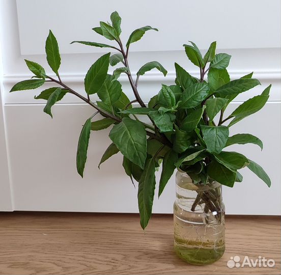 Джинура - лекарство от ста болезней