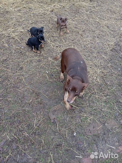 Щенки австралийский келпи