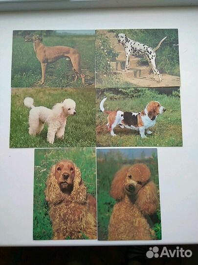 Открытки СССР и гдр