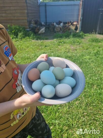 Домашние куриные яйца с доставкой
