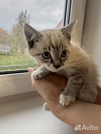 Котенок мальчик в добрые руки