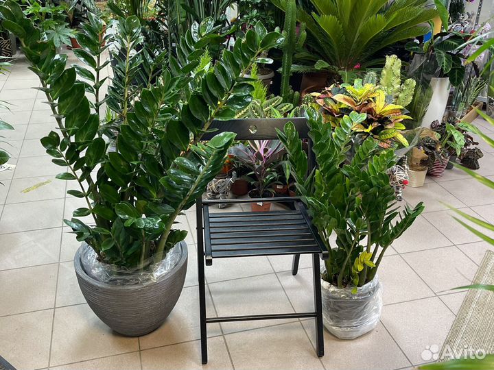 Замиокулькас Н110см