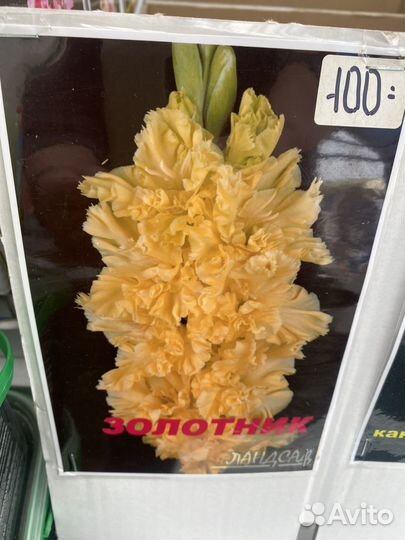 Растения для сада