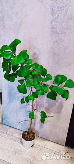 Фикусы сортовые