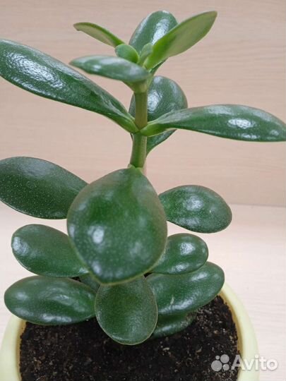 Пальма, толстянка