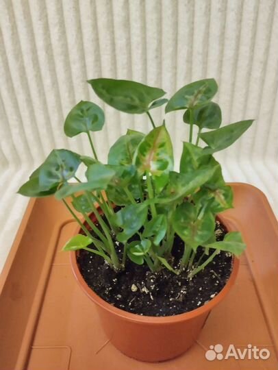 Сингониумы