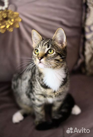 Идеальный питомец