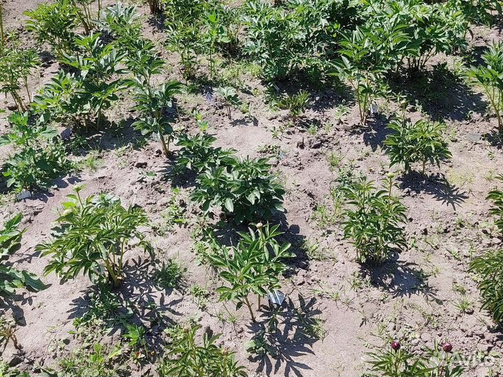 Пион корень Bess Bocktoce