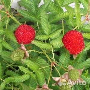 Тебетская малина