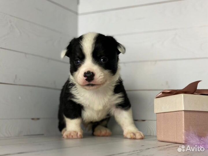 Вельш-корги кардиган щенки