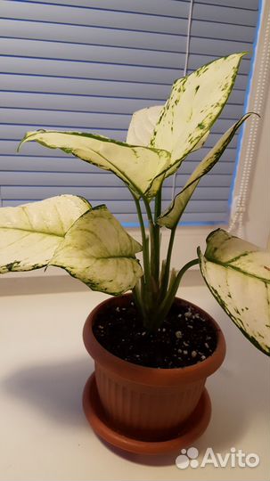 Аглаонема White Joy