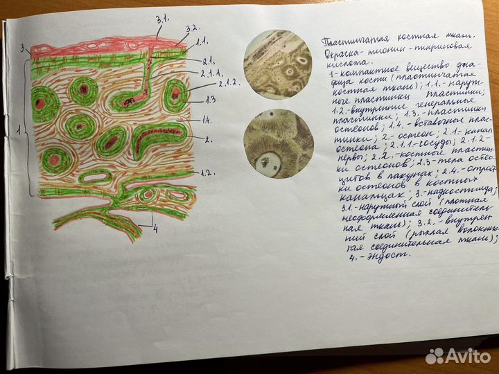 Альбом по гистологии