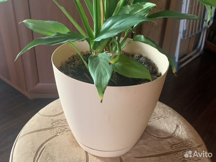 Спацифиллум