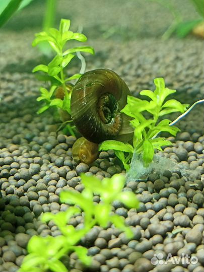 Улитки катушки