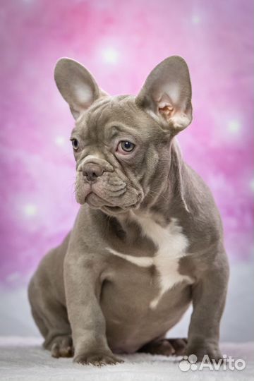 Французский бульдог кобель изабелла
