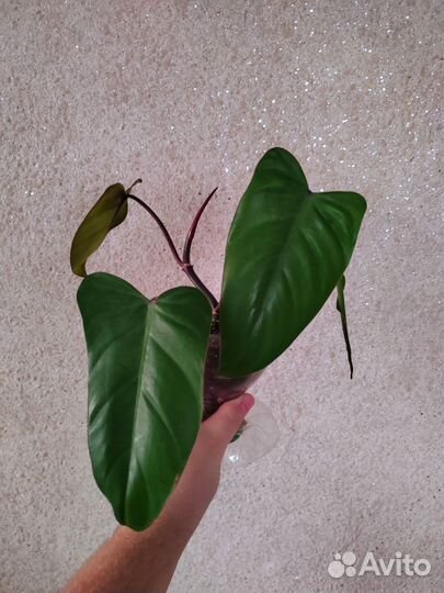 Филодендрон краснеющий