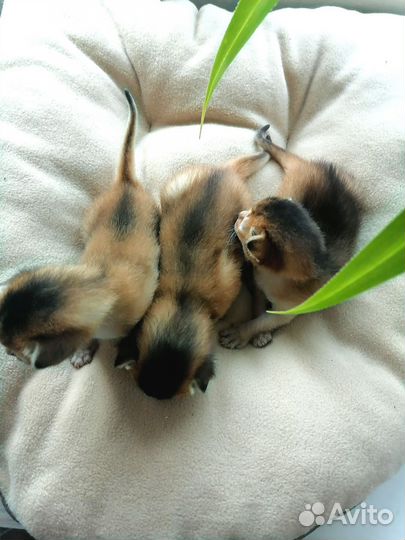 Абиссинские котята