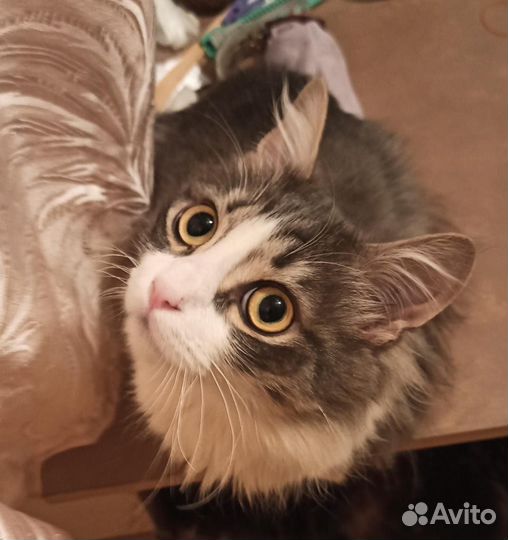 Кошки